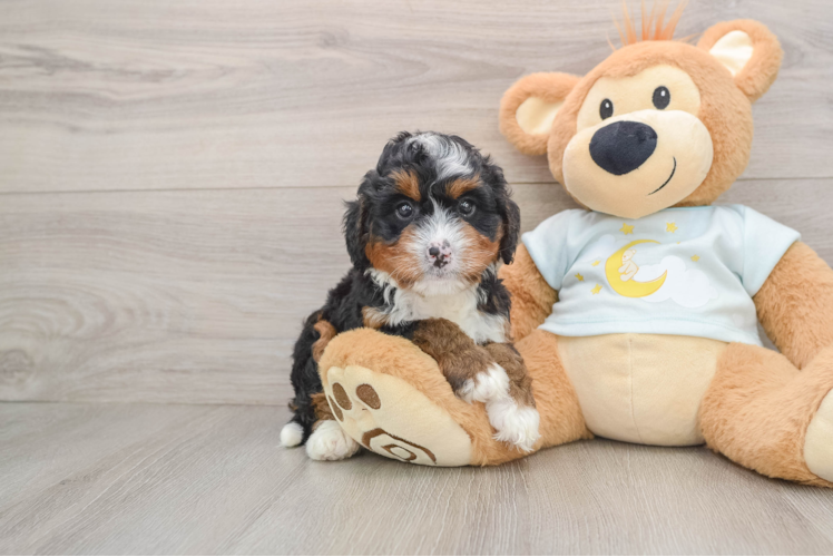 Playful Mini Bernese Poodle Poodle Mix Puppy