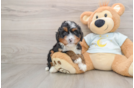 Playful Mini Bernese Poodle Poodle Mix Puppy