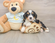 8 week old Mini Bernedoodle Puppy For Sale - Seaside Pups