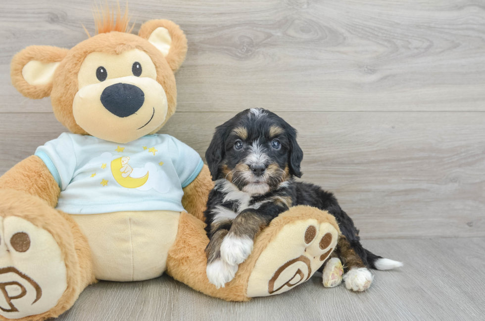 7 week old Mini Bernedoodle Puppy For Sale - Seaside Pups