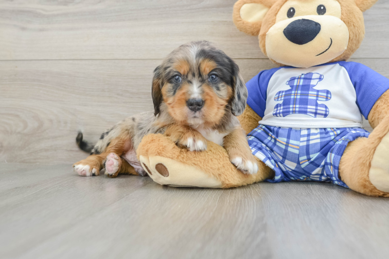 Meet Thanos - our Mini Bernedoodle Puppy Photo 1/3 - Seaside Pups