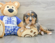 8 week old Mini Bernedoodle Puppy For Sale - Seaside Pups