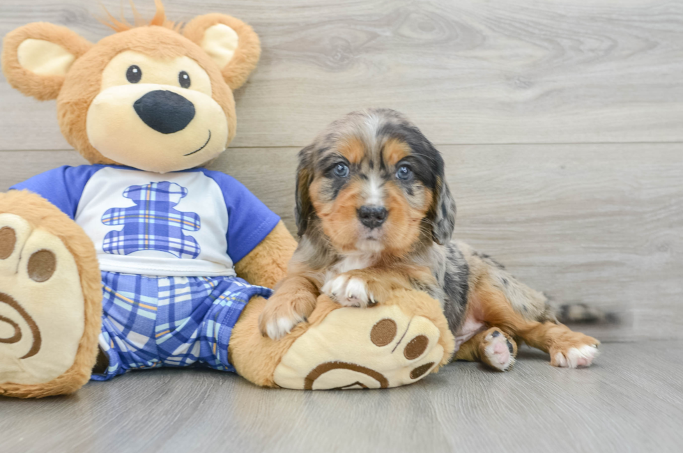 7 week old Mini Bernedoodle Puppy For Sale - Seaside Pups