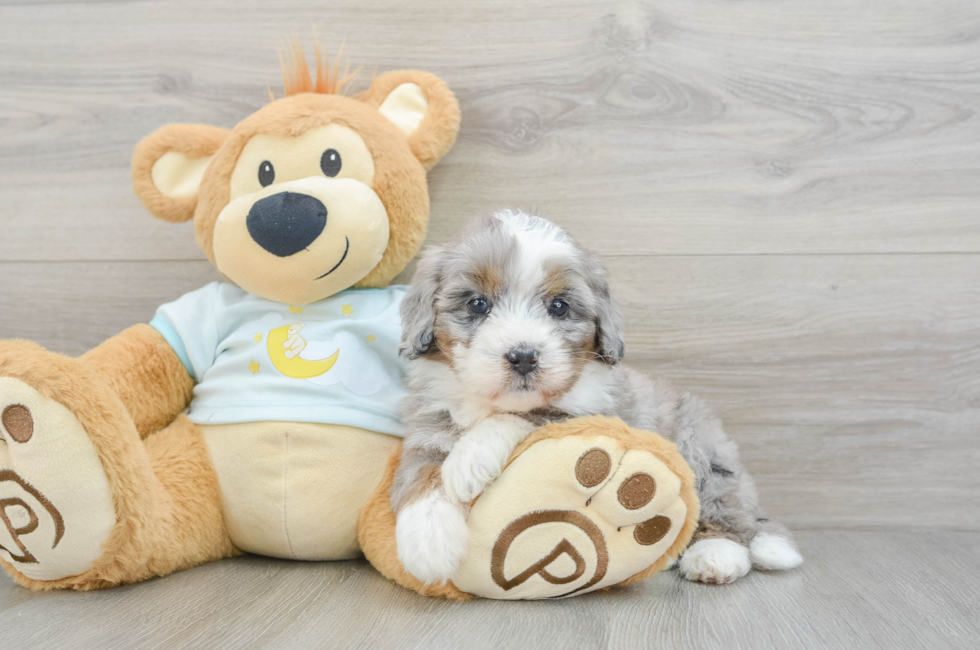 7 week old Mini Bernedoodle Puppy For Sale - Seaside Pups