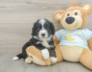8 week old Mini Bernedoodle Puppy For Sale - Seaside Pups