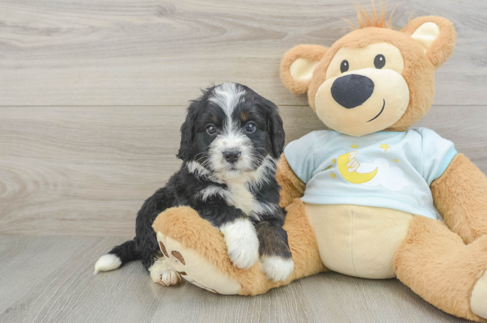 5 week old Mini Bernedoodle Puppy For Sale - Seaside Pups