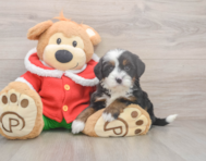 7 week old Mini Bernedoodle Puppy For Sale - Seaside Pups