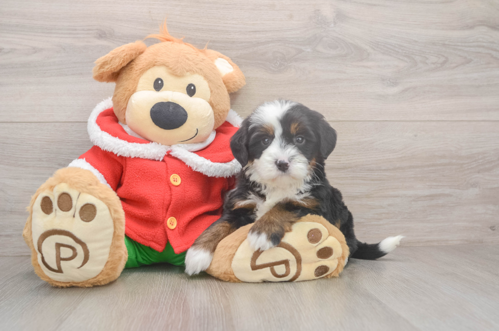 6 week old Mini Bernedoodle Puppy For Sale - Seaside Pups