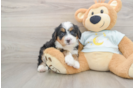 Smart Mini Bernedoodle Poodle Mix Pup