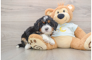 Mini Bernedoodle Pup Being Cute