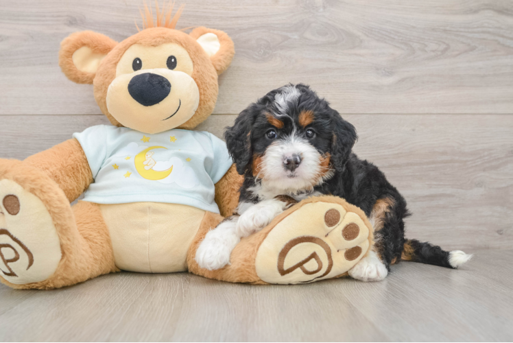 Mini Bernedoodle Pup Being Cute