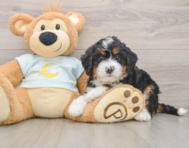 6 week old Mini Bernedoodle Puppy For Sale - Seaside Pups