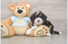 Mini Bernedoodle Pup Being Cute