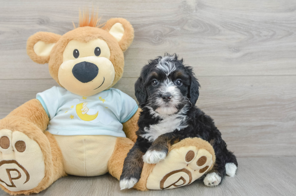 7 week old Mini Bernedoodle Puppy For Sale - Seaside Pups