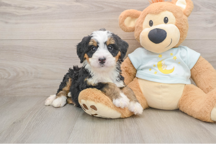 Hypoallergenic Bernese Doodle Poodle Mix Puppy