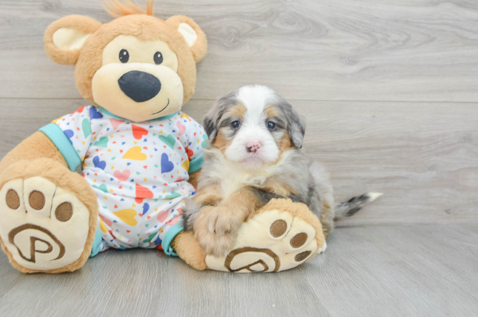 6 week old Mini Bernedoodle Puppy For Sale - Seaside Pups