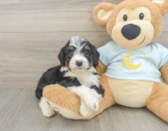 8 week old Mini Bernedoodle Puppy For Sale - Seaside Pups