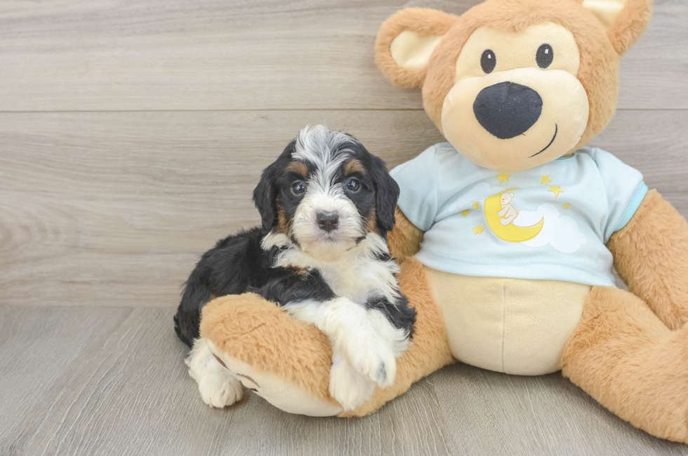 5 week old Mini Bernedoodle Puppy For Sale - Seaside Pups