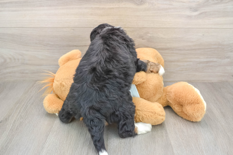 Hypoallergenic Mini Bernepoo Poodle Mix Puppy