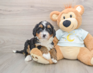 7 week old Mini Bernedoodle Puppy For Sale - Seaside Pups