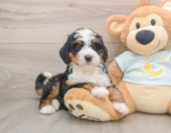 7 week old Mini Bernedoodle Puppy For Sale - Seaside Pups
