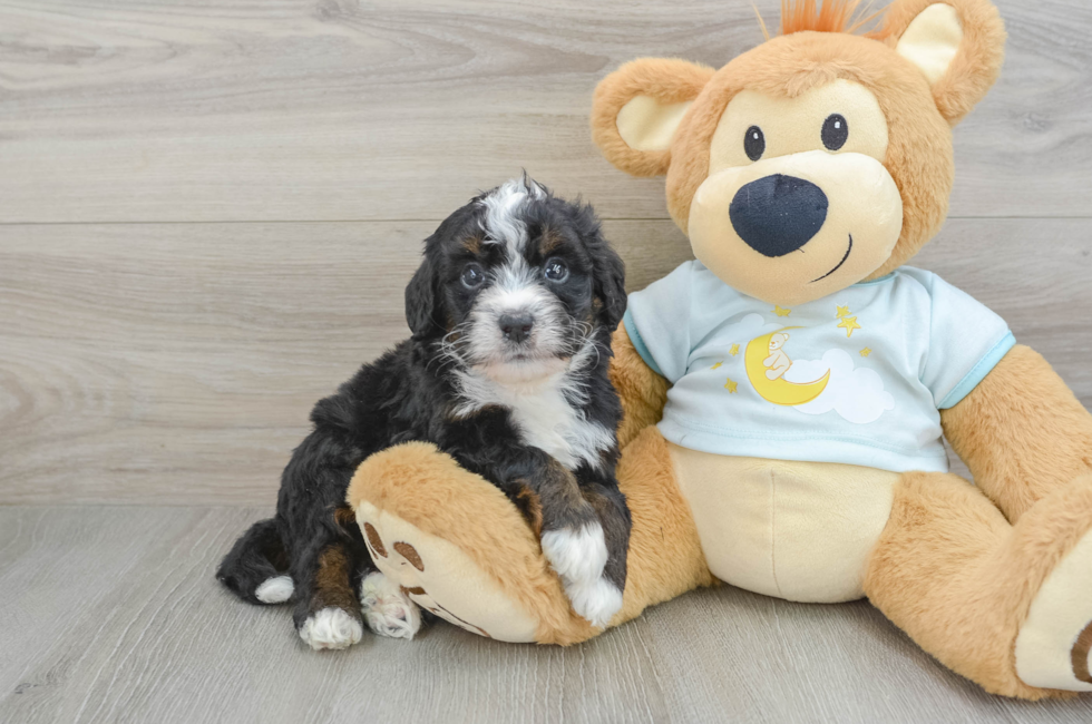 7 week old Mini Bernedoodle Puppy For Sale - Seaside Pups