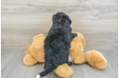 Energetic Mini Bernesedoodle Poodle Mix Puppy