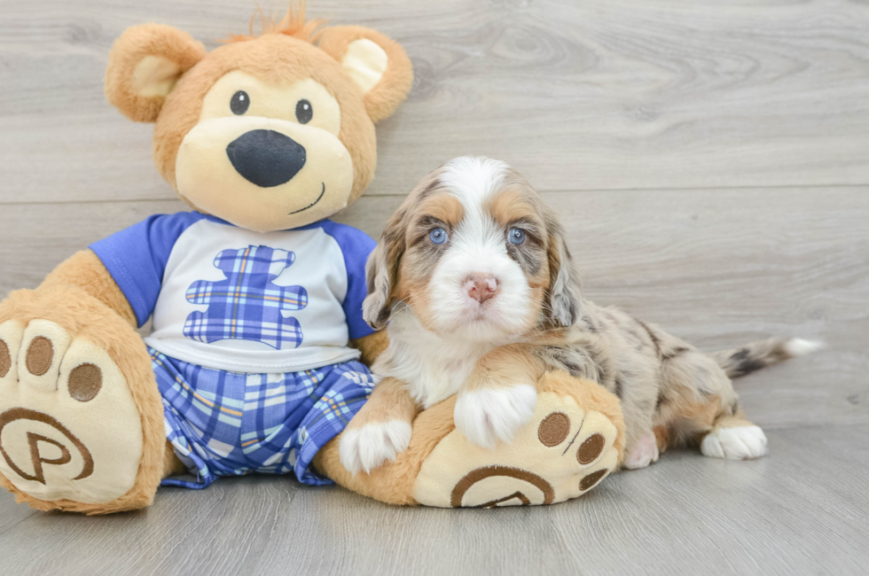 7 week old Mini Bernedoodle Puppy For Sale - Seaside Pups