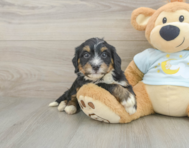 7 week old Mini Bernedoodle Puppy For Sale - Seaside Pups