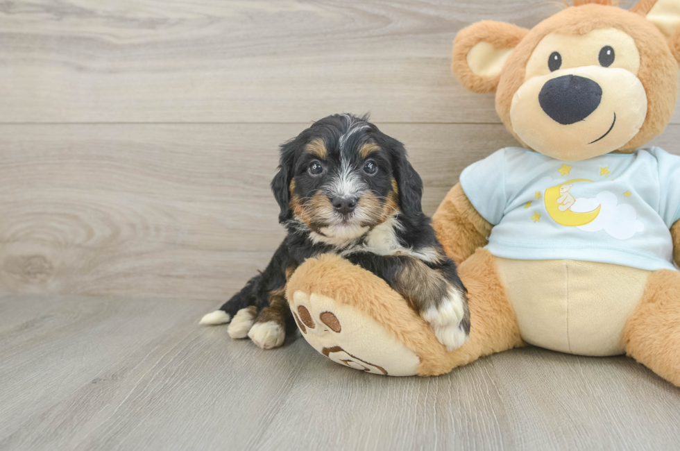 5 week old Mini Bernedoodle Puppy For Sale - Seaside Pups