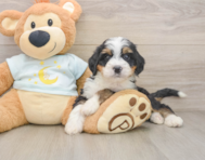 7 week old Mini Bernedoodle Puppy For Sale - Seaside Pups