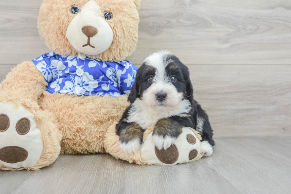 Mini Bernedoodle Pup Being Cute