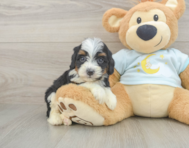 9 week old Mini Bernedoodle Puppy For Sale - Seaside Pups