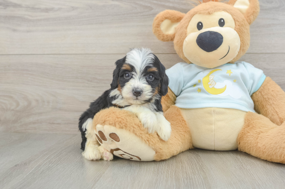 5 week old Mini Bernedoodle Puppy For Sale - Seaside Pups