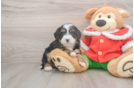 Mini Bernedoodle Puppy for Adoption