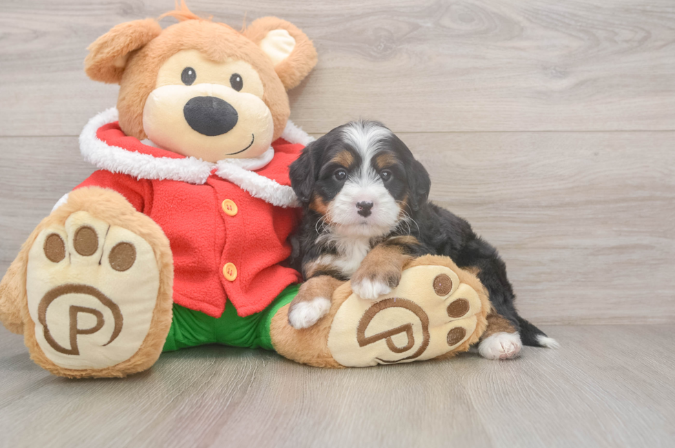 6 week old Mini Bernedoodle Puppy For Sale - Seaside Pups