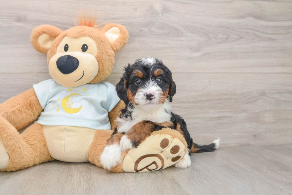 Mini Bernedoodle Pup Being Cute