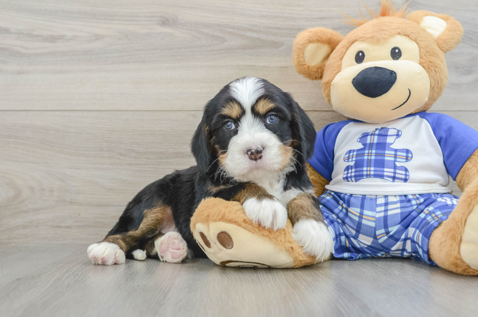 7 week old Mini Bernedoodle Puppy For Sale - Seaside Pups