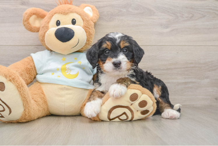 Mini Bernedoodle Pup Being Cute