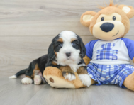 8 week old Mini Bernedoodle Puppy For Sale - Seaside Pups