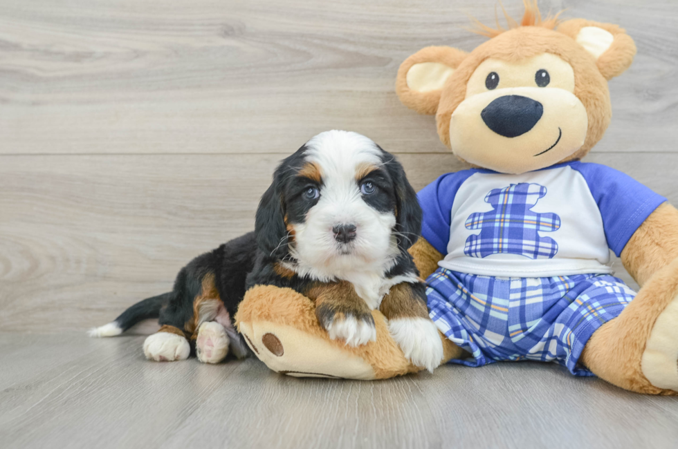7 week old Mini Bernedoodle Puppy For Sale - Seaside Pups