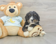 7 week old Mini Bernedoodle Puppy For Sale - Seaside Pups