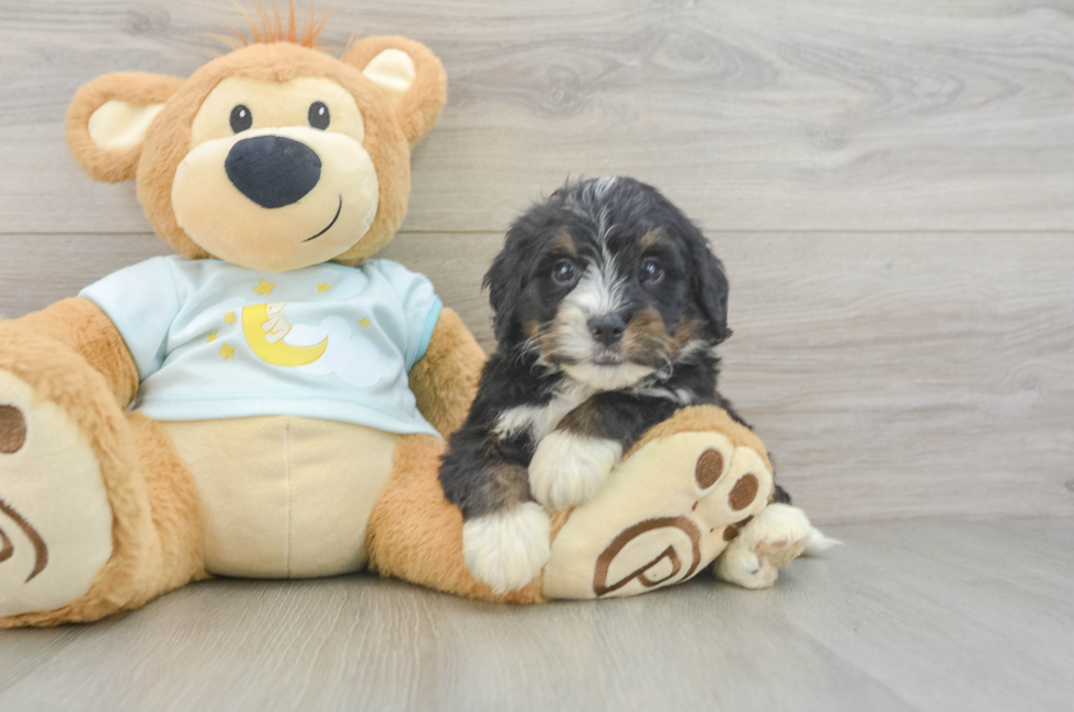 5 week old Mini Bernedoodle Puppy For Sale - Seaside Pups