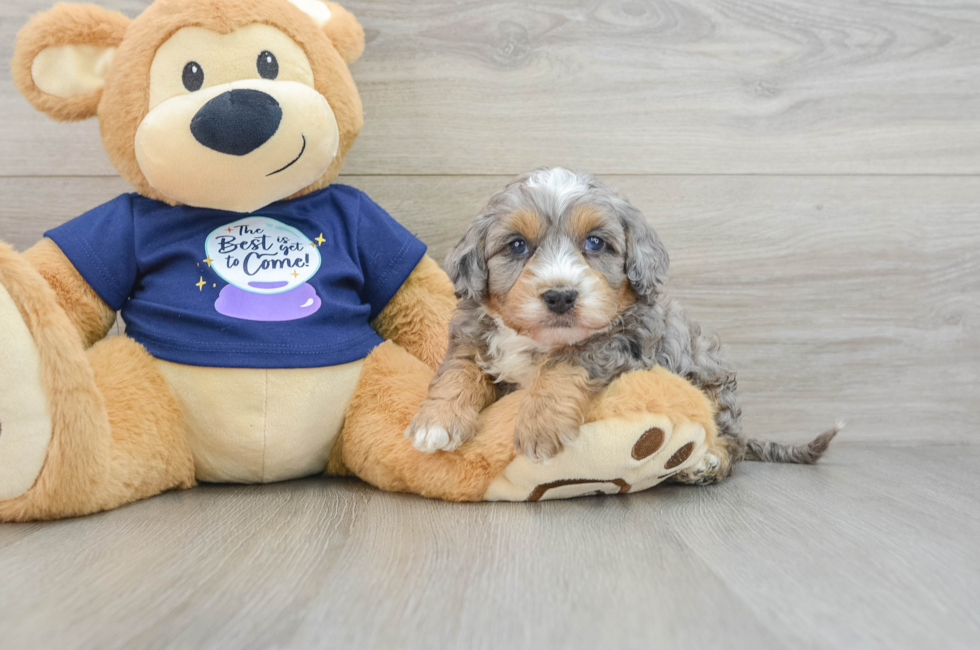 6 week old Mini Bernedoodle Puppy For Sale - Seaside Pups