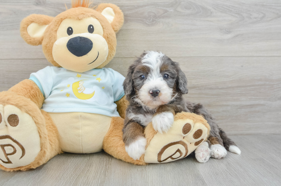 7 week old Mini Bernedoodle Puppy For Sale - Seaside Pups