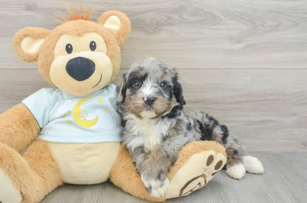 5 week old Mini Bernedoodle Puppy For Sale - Seaside Pups
