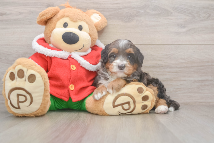Mini Bernedoodle Pup Being Cute