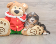 6 week old Mini Bernedoodle Puppy For Sale - Seaside Pups