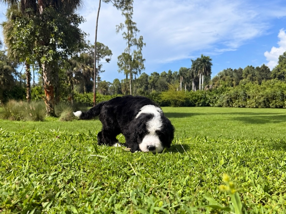 Mini Bernedoodle Pup Being Cute