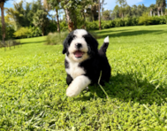 8 week old Mini Bernedoodle Puppy For Sale - Seaside Pups